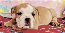 english bulldog puppy posted by tankrtots