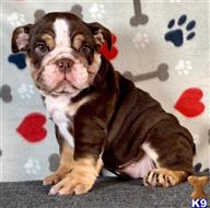 english bulldog puppy posted by tankrtots