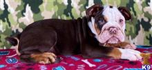 english bulldog puppy posted by tankrtots