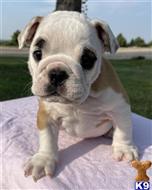 english bulldog puppy posted by tankrtots