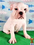 english bulldog puppy posted by tankrtots