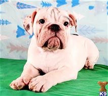 english bulldog puppy posted by tankrtots