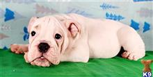 english bulldog puppy posted by tankrtots