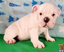 english bulldog puppy posted by tankrtots