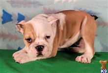 english bulldog puppy posted by tankrtots