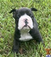 english bulldog puppy posted by tankrtots