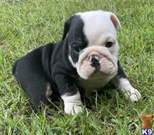 english bulldog puppy posted by tankrtots
