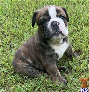 english bulldog puppy posted by tankrtots