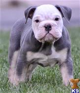 english bulldog puppy posted by tankrtots