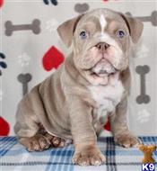 english bulldog puppy posted by tankrtots