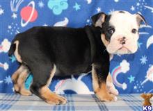 english bulldog puppy posted by tankrtots