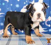 english bulldog puppy posted by tankrtots