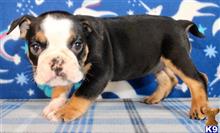english bulldog puppy posted by tankrtots