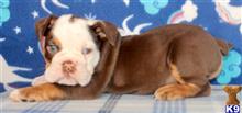 english bulldog puppy posted by tankrtots