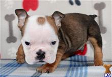 english bulldog puppy posted by tankrtots