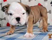 english bulldog puppy posted by tankrtots