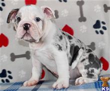 english bulldog puppy posted by tankrtots