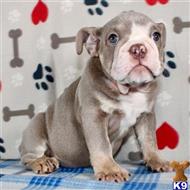 english bulldog puppy posted by tankrtots