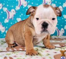 english bulldog puppy posted by tankrtots