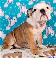 english bulldog puppy posted by tankrtots