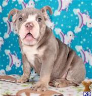 english bulldog puppy posted by tankrtots