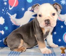 english bulldog puppy posted by tankrtots
