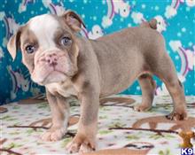 english bulldog puppy posted by tankrtots
