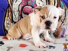 english bulldog puppy posted by tankrtots