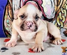 english bulldog puppy posted by tankrtots