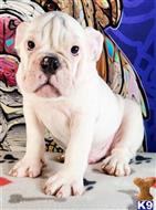 english bulldog puppy posted by tankrtots