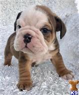 english bulldog puppy posted by tankrtots