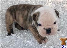 english bulldog puppy posted by tankrtots