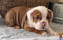 english bulldog puppy posted by tankrtots