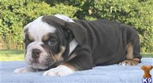 english bulldog puppy posted by tankrtots
