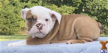 english bulldog puppy posted by tankrtots