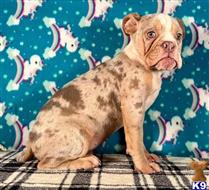 english bulldog puppy posted by tankrtots