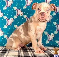 english bulldog puppy posted by tankrtots
