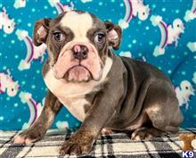 english bulldog puppy posted by tankrtots