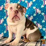 english bulldog puppy posted by tankrtots