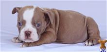 english bulldog puppy posted by tankrtots