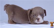 english bulldog puppy posted by tankrtots