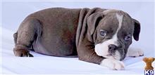 english bulldog puppy posted by tankrtots