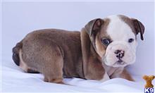 english bulldog puppy posted by tankrtots