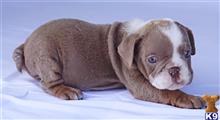 english bulldog puppy posted by tankrtots