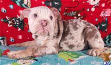 english bulldog puppy posted by tankrtots