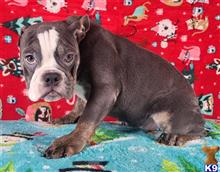 english bulldog puppy posted by tankrtots
