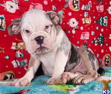 english bulldog puppy posted by tankrtots