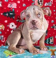 english bulldog puppy posted by tankrtots