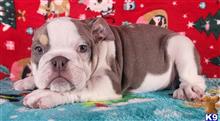 english bulldog puppy posted by tankrtots