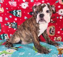 english bulldog puppy posted by tankrtots